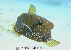 Gorgeous little boxfish being cleaned by a wrasse in Nuwe... by Maria Munn 